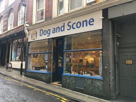 Dog and Scone
