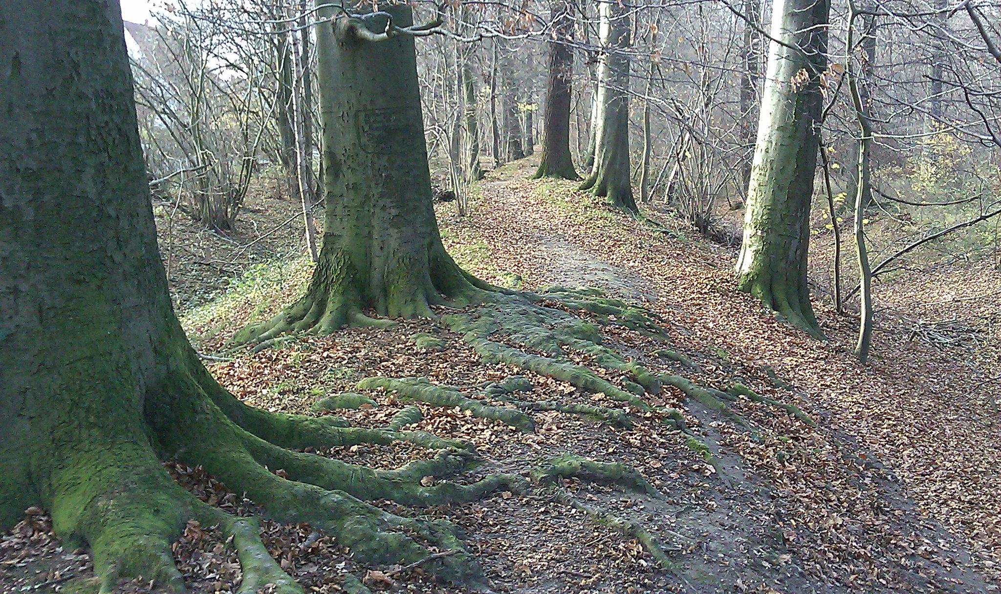 Braunschweiger Landwehr