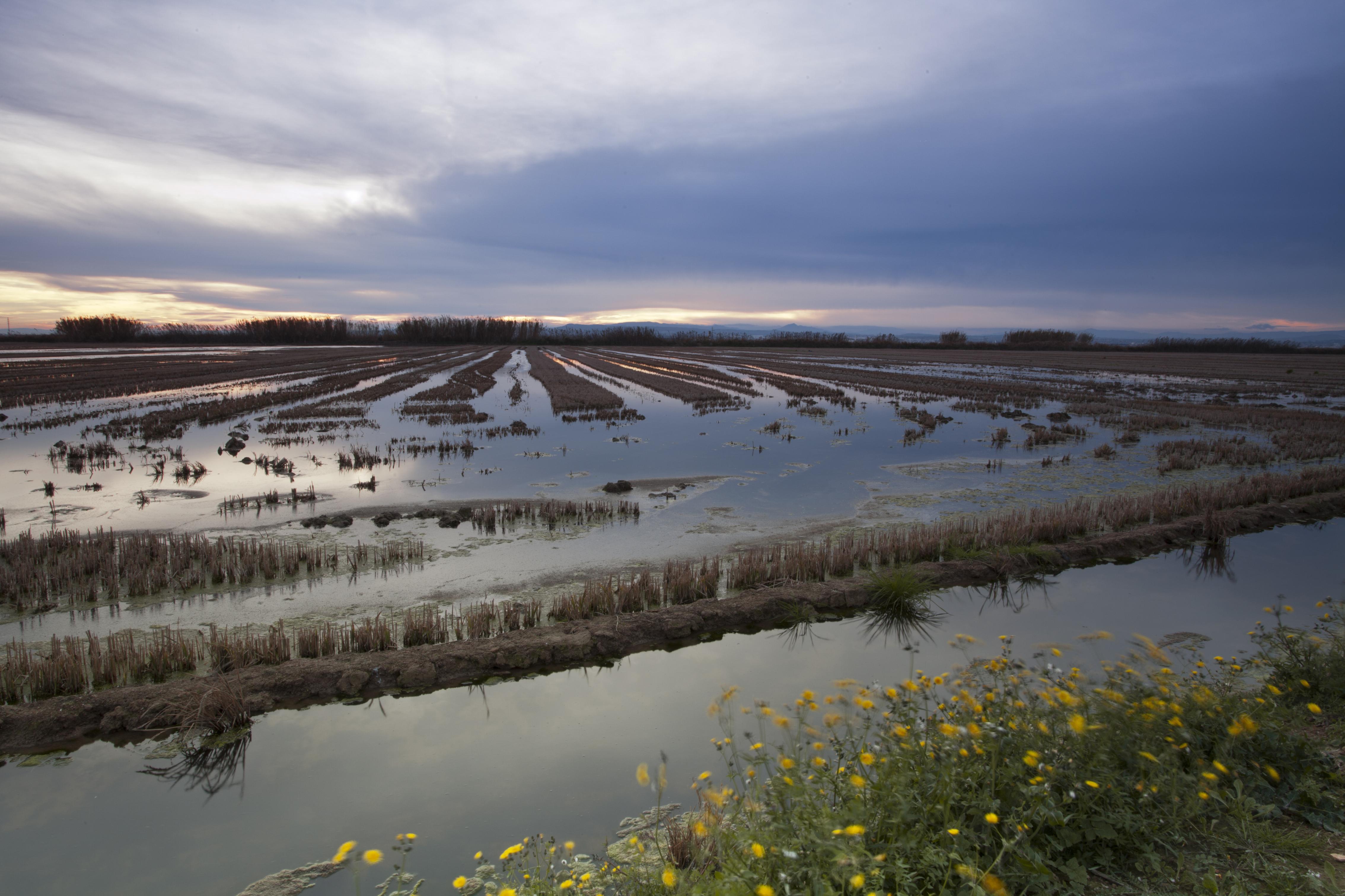 Parc Natural de S'Albufera