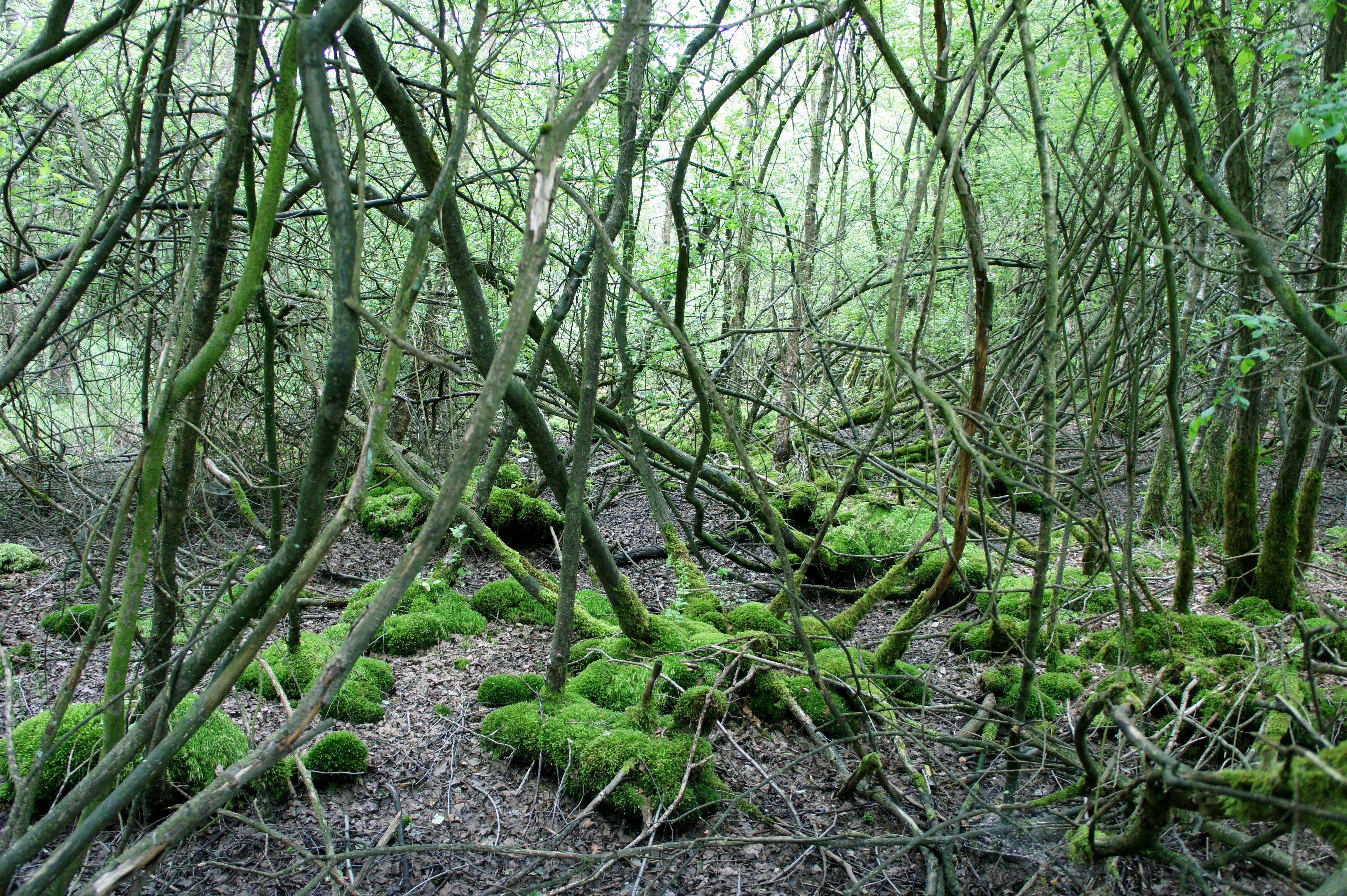 Naturpark Wildeshausener Geest