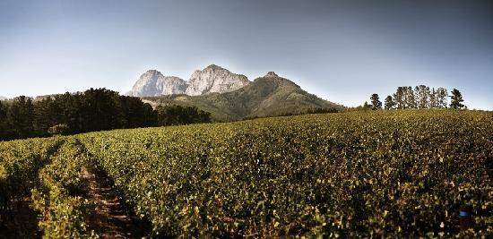Backsberg Estate Cellars