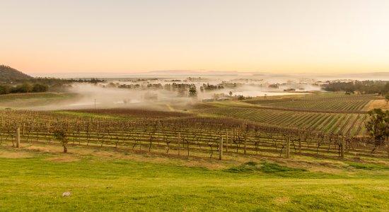 Audrey Wilkinson Vineyard