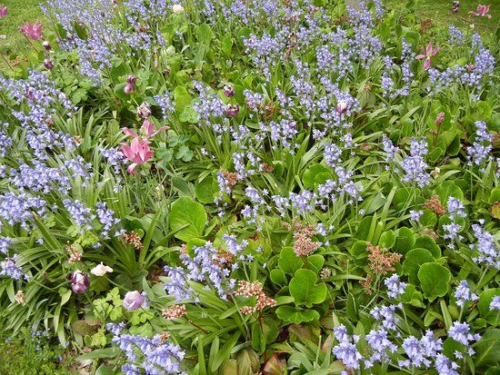 Dendrologische Tuinen van Silva Tarouca