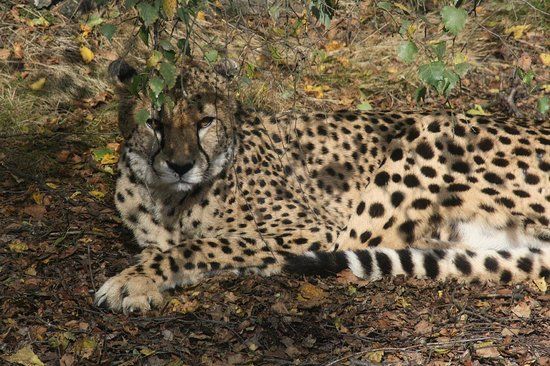 Safaripark Beekse Bergen