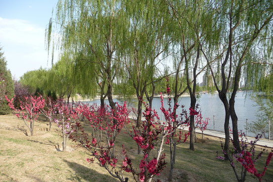 Beijing Chaoyang Park