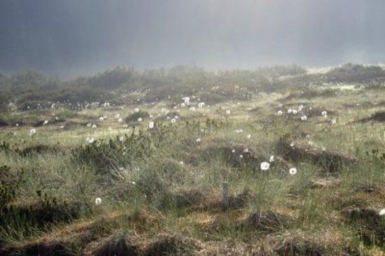 Goreljek Peat Bog