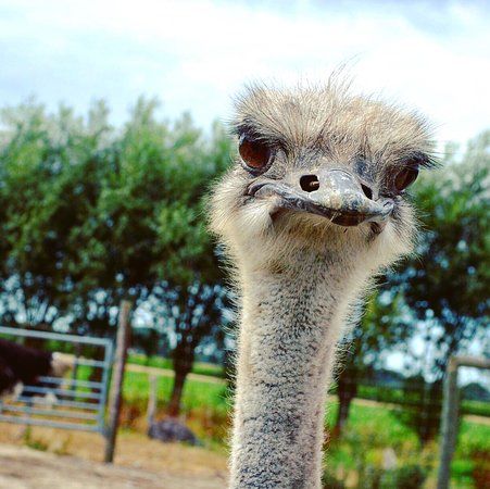 Struisvogel boerderij Monnikenwerve