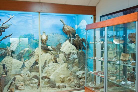 Natuurhistorisch Museum van Larnaca