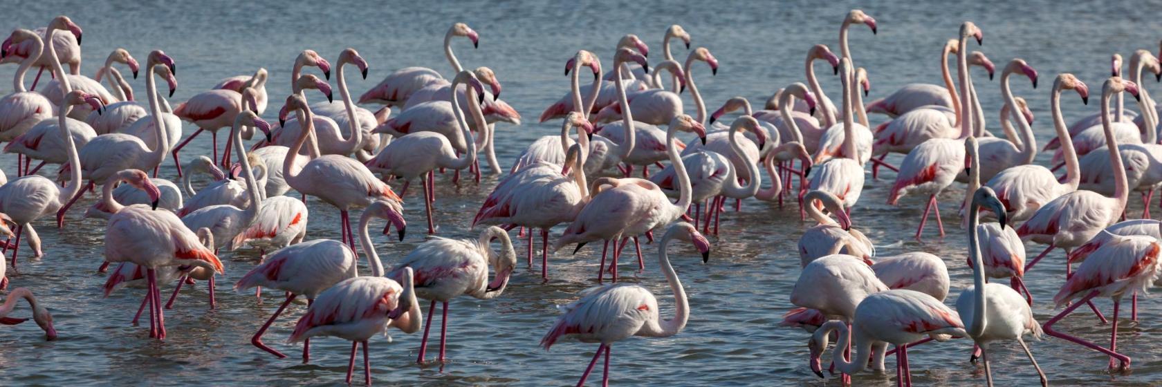 Wildreservaat Ras Al Khor