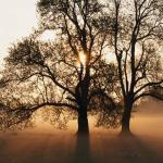 Bayou Market Express