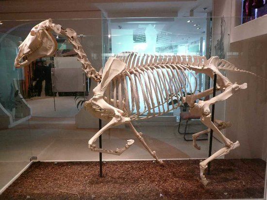 Racemuseum van Hongkong