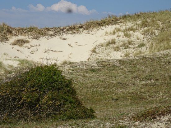Noordhollands Duinreservaat