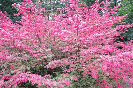 Arboretum van Sárvár