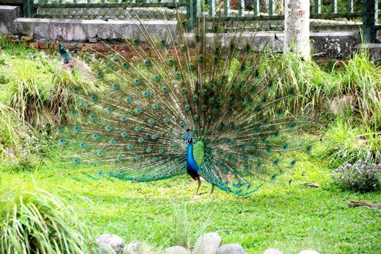 Sun Moon Lake Peacock Garden