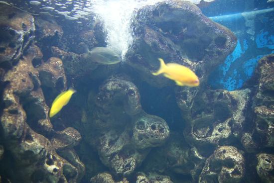 Bodorka Balaton Aquarium