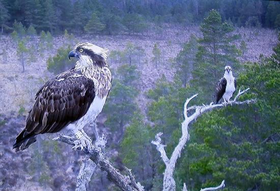 RSPB Loch Garten