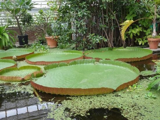 Hortus botanicus Leiden