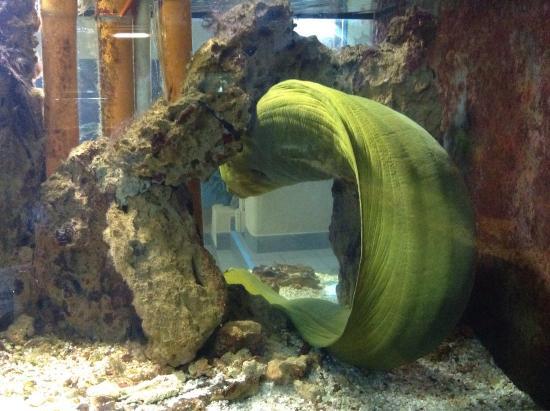 Aquarium van Alghero