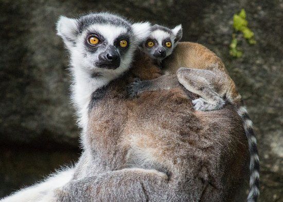 Dierentuin van Philadelphia