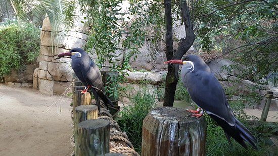 Dierentuin van Fresno