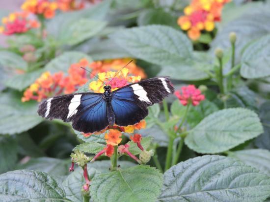 The Original Mackinac Island Butterfly House & Insect World