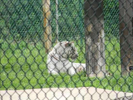 York's Wild Kingdom Zoo and Fun Park