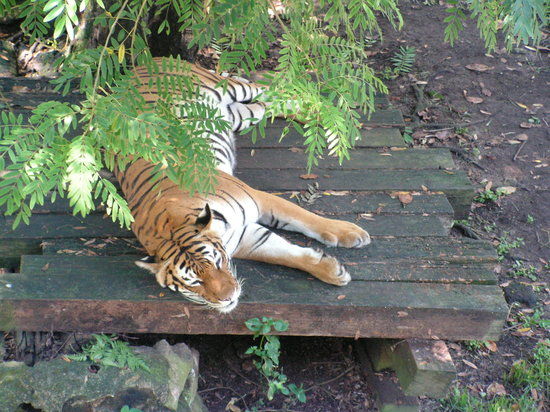 Dierentuin van Johor