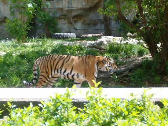 Saint Louis Zoo