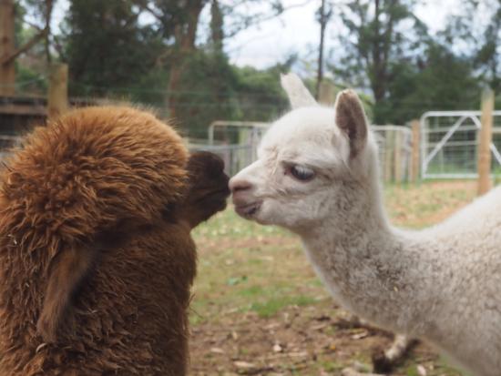 Denmark Animal Farm & Pentland Alpaca Stud