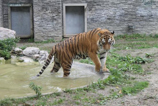 Dierentuin van Krakau