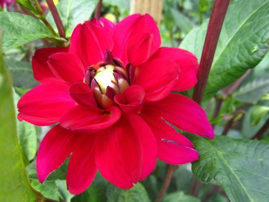 Botanische Tuin van de Universiteit van Letland