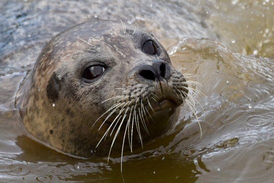 Westküstenpark & Robbinarium