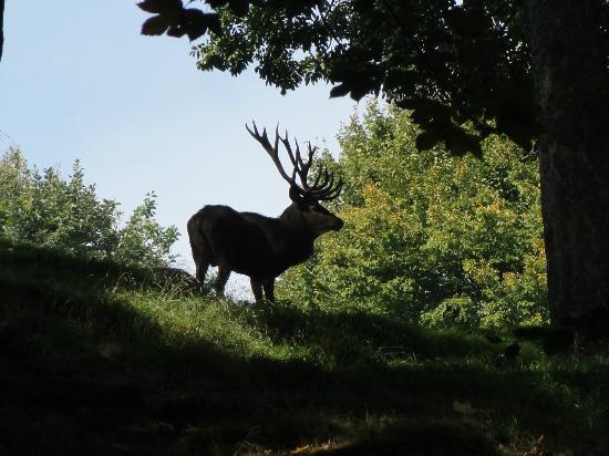 Wildpark Peter und Paul