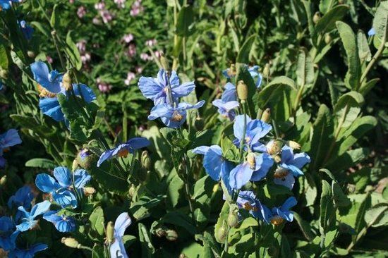 Botanische Tuin van Akureyri