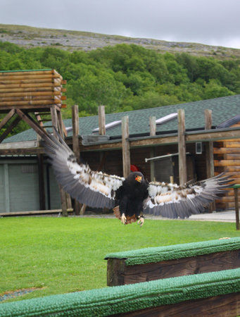 Burren Birds of Prey Centre
