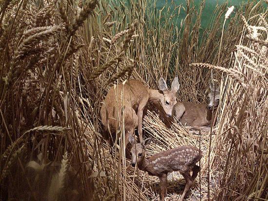 Muséum national d'histoire naturelle