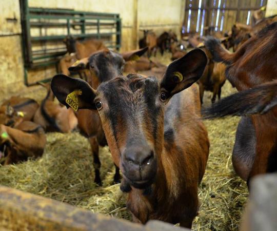 La Chèvrerie du Brabant