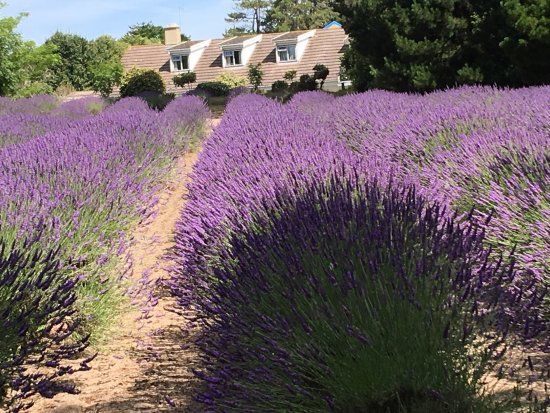 Boerderij Jersey Lavender
