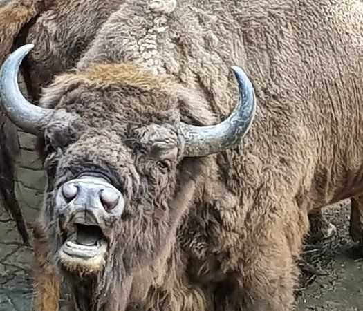 European Bison Reservation
