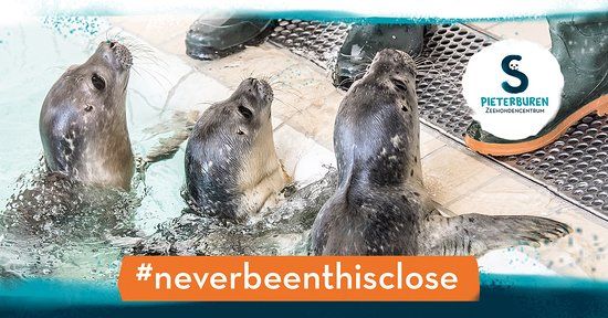 Zeehondencrèche Pieterburen
