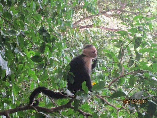 Nationaal Park Manuel Antonio