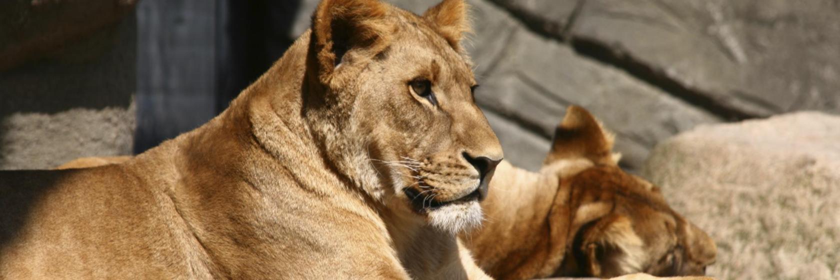 dierentuin Tierpark Hagenbeck