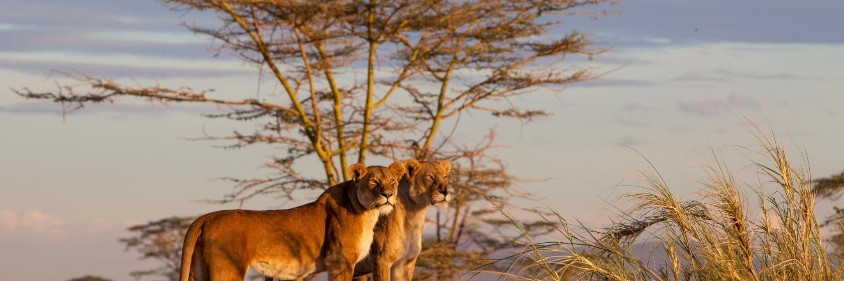 Serengeti Nationaal Park
