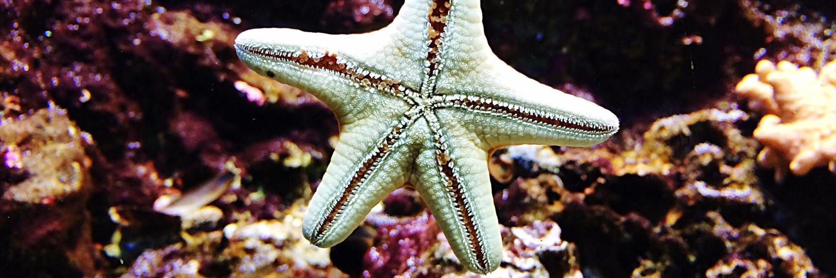 Le Navi, aquarium van Cattolica