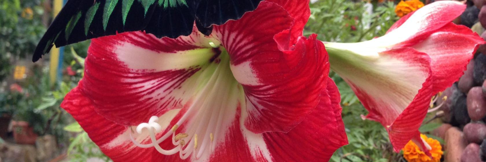 Vlinderboerderij Cameron Highlands