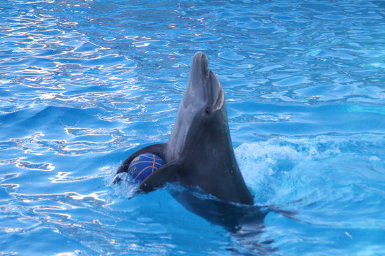 Rimini Dolphinarium