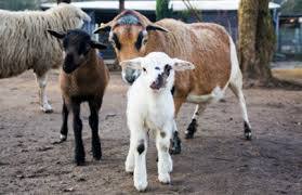 Solingen Bird and Animal Park