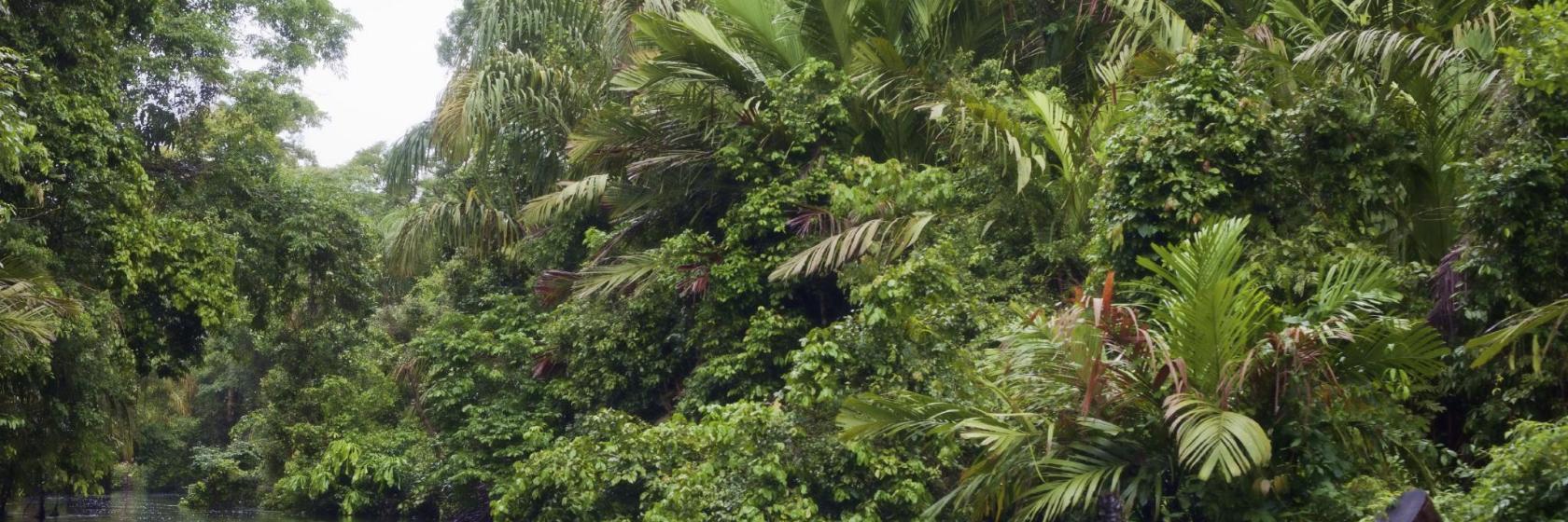 Nationaal park Tortuguero