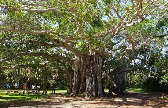 Staatspark Hugh Taylor Birch