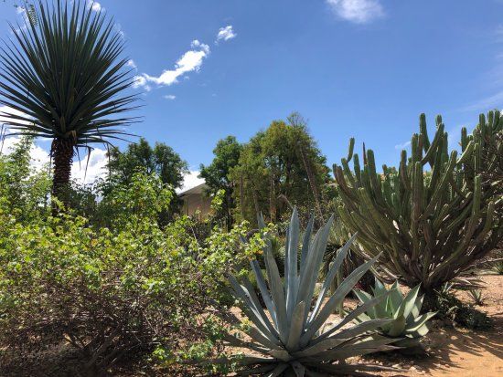 Jardín Etnobotánico de Oaxaca